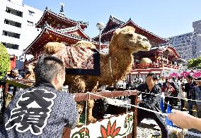 Camels parade through Nagoya shopping street
