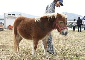 "Miracle horse" that survived flood returns to care home for elderly