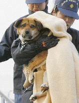 Dog rescued off tsunami-devastated coast