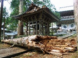 Japanese cedar, believed to be 700 years old, felled at Eiheiji