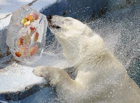 Cool present for polar bear in sizzling Japan zoo