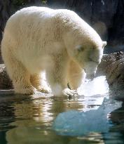 Polar bear given ice blocks at zoo