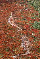 Mt. Kurikoma in autumn colors