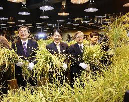 Rice reaped in high-tech underground paddy field