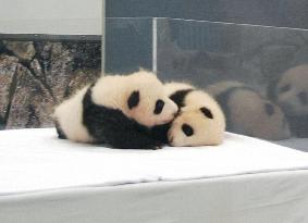 Panda twins at Wakayama zoo named Meihin, Eihin