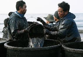S. Koreans remove spilled oil