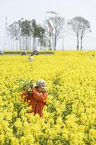 Volunteers creating giant field maze in quake-hit Fukushima city