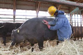 Convict brushes fatty "wagyu" beef cow at northern Japan prison