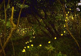 Fireflies loom in darkness at Nagoya park
