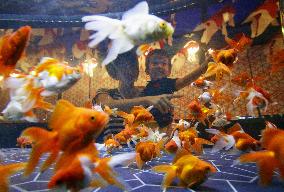 1,000 goldfish to be displayed in Tokyo