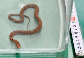 Snake found in shinkansen bullet train bound for Hiroshima