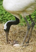 Red-crested white crane hatched in Toyama from egg laid elsewher