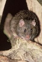 N.Z. in need of Pied Piper to resolve rat dilemma