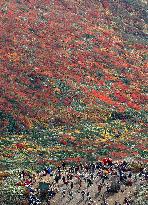 Mt. Kurikoma in autumn colors