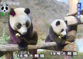 China selects pandas to give Taiwan
