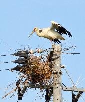 White stork travels 150 km to build nest in Tokushima, western Japan