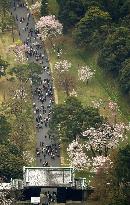 Cherry blossoms at Imperial Palace