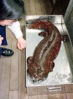 1.2 meter salamander found in Kyoto