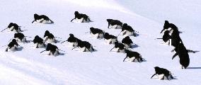 March of penguins in Antarctica