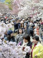 Japan Mint opens to public for cherry blossom viewing