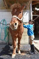 Efforts underway to preserve Japanese native Taishu horse