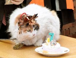 Stationmaster cat Nitama turns 7
