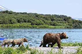 Bears' paradise in Kamchatka, Russia