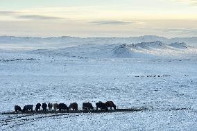 Nomadic lives in Mongolia