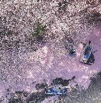 Cherry blossoms in Tokyo