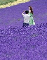 Lavender fields in northern Japan