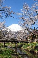 Cherry blossoms near Mt. Fuji in full bloom