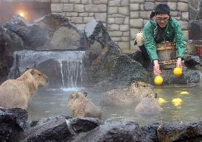 Capybaras enjoy outdoor hot spring