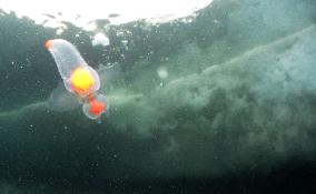 "Sea angel" floating under drift ice off Hokkaido town