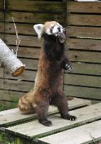 Popular red panda "Futa" at Chiba zoo stands on hind legs