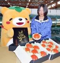 Top-class persimmons get quality check in western Japan