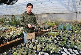 Japan city serving edible cactus to help raise profile