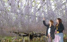 Wisteria in Ashikaga in full bloom