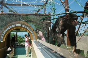 Asahiyama Zoo to open corridor to watch chimpanzees