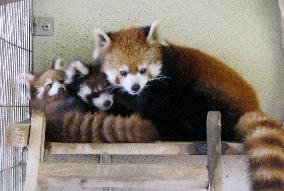 Lesser panda twin cubs