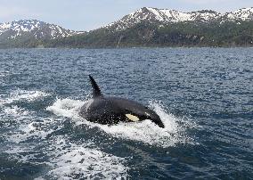 Killer whale swims off Shiretoko Peninsula