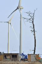 Farewell to pine in Fukushima, symbol of reconstruction