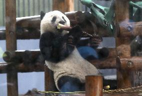 Giant panda Xiang Xiang at Tokyo zoo