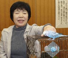 Stray budgerigar returned to owner after giving address