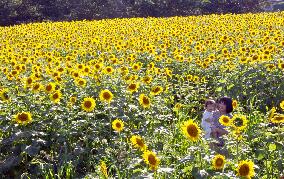 Sunflower garden in Japan