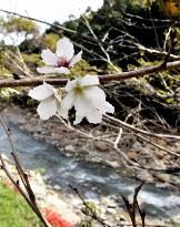 Unseasonable cherry blossoms in typhoon-hit area