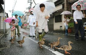 Dabbling ducks walk from pond to river in Kyoto