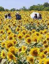 Sunflowers in full bloom in Hokkaido