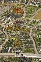 Flower carpet seen in Chiba Prefecture