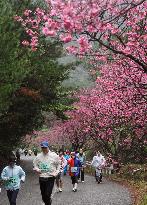 Runners pass under full-bloom cherry trees on Amai-Oshima