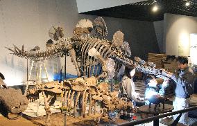 Assembly of dinosaur skeleton almost complete